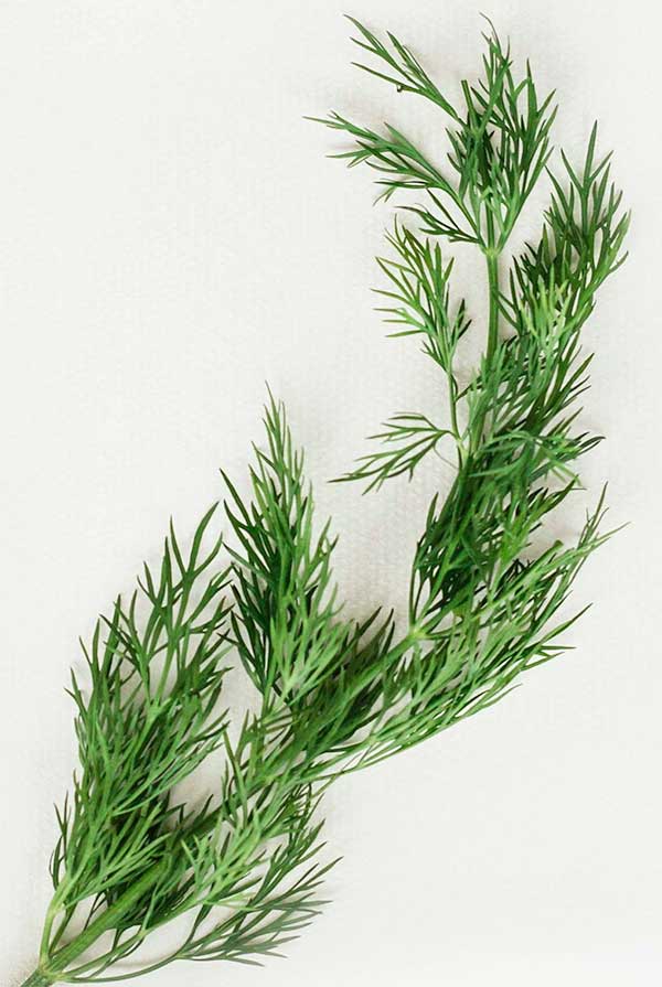 sprig of dill