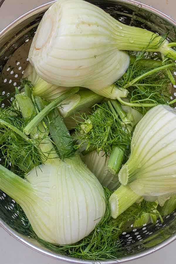 3 fennel bulbs in a colander