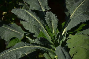 KALE