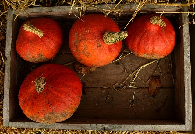 pumpkin cake