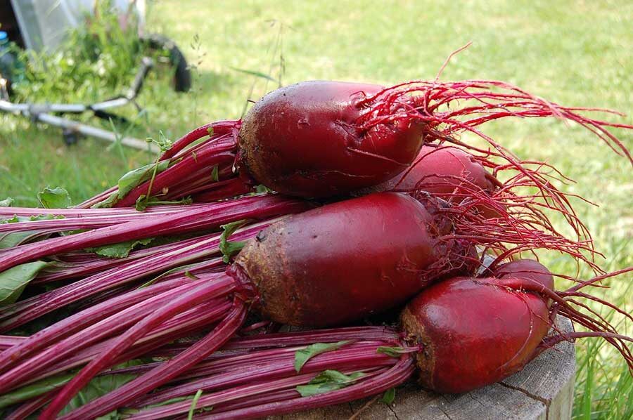 raw beets with tops