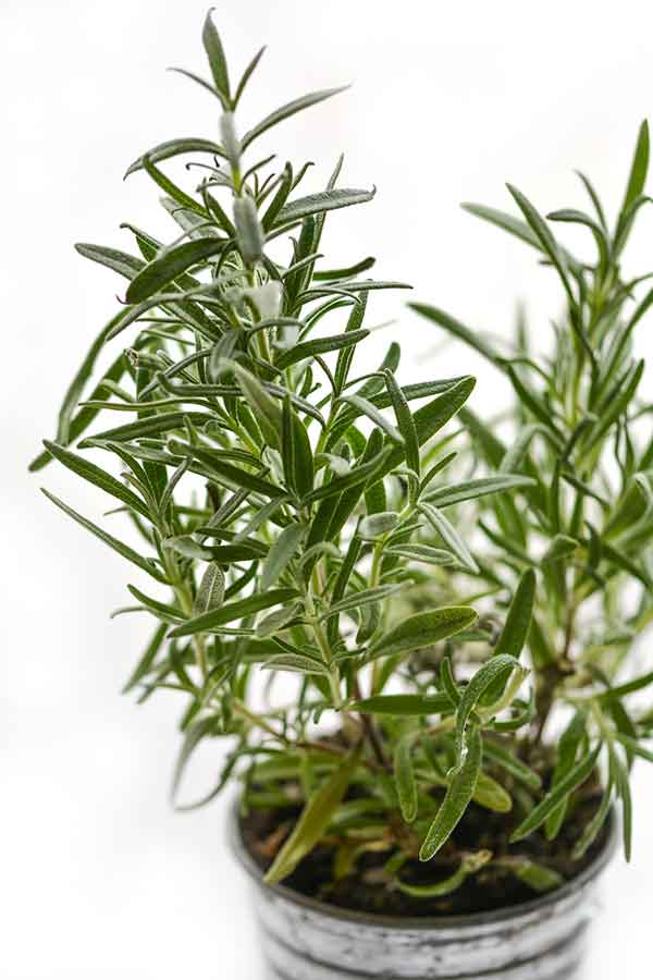 rosemary buttermilk biscuits