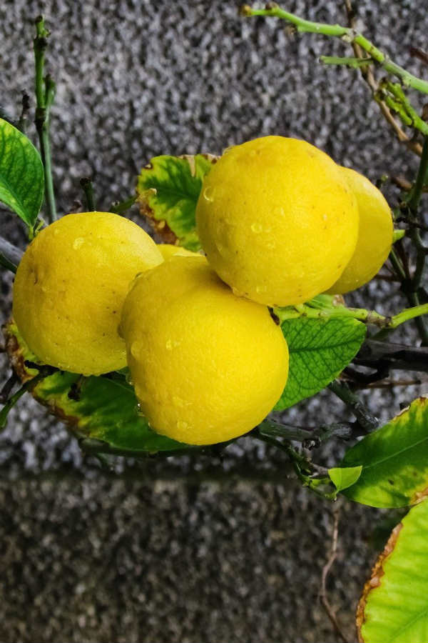 key limes on a branch