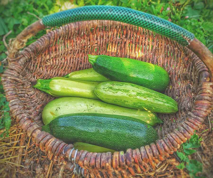 fresh zucchini in a basket