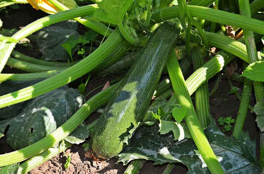 zucchini growing in a field