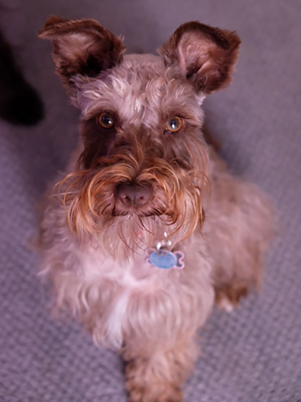 schnauzer