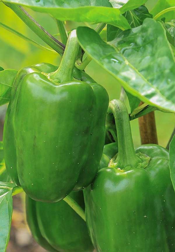 green bell peppers growing on a bush