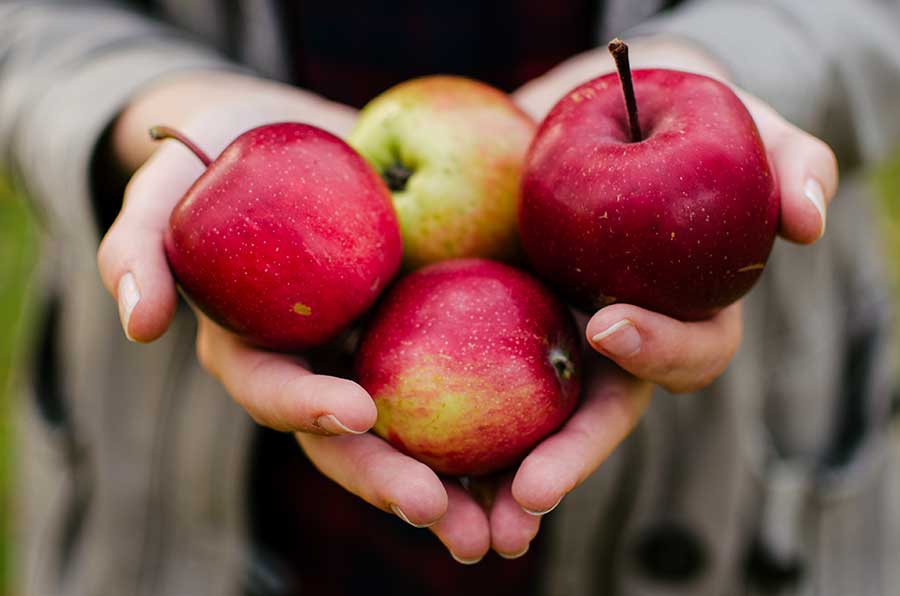 hands holding fresh apples 