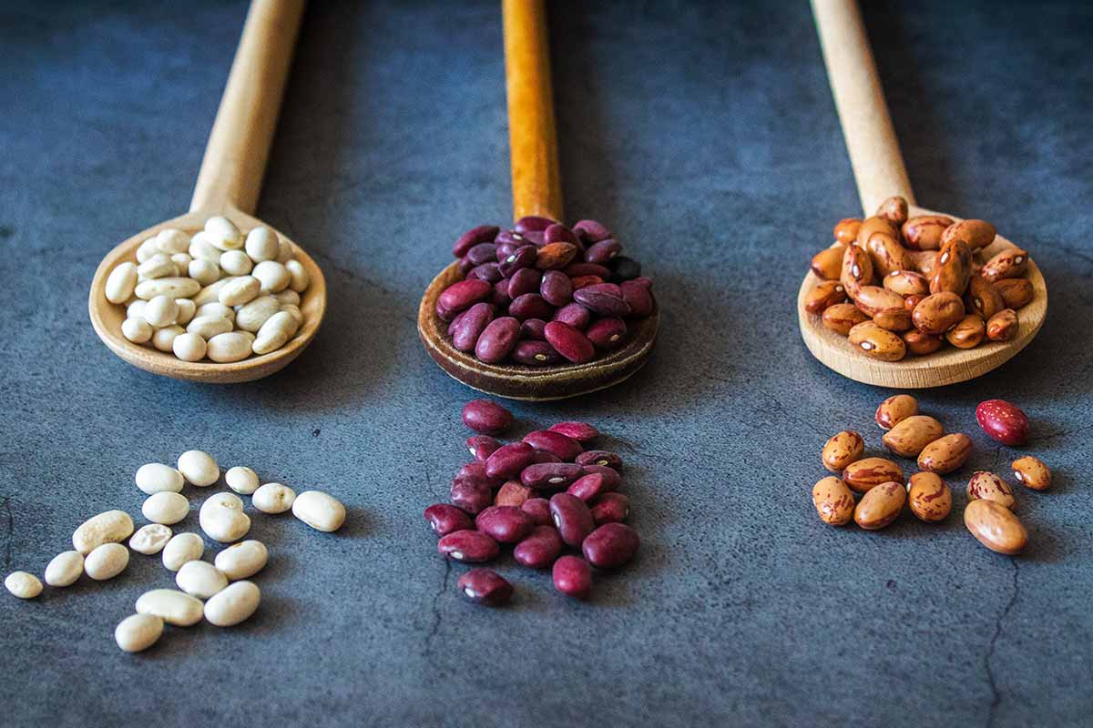 3 types of beans on 3 wooden spoons