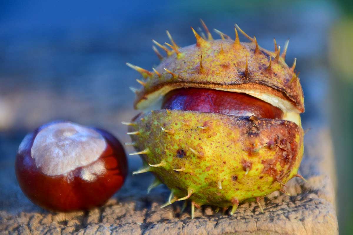 one buckeye with skin and one without