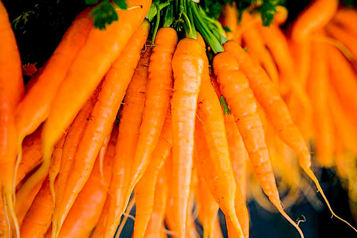 bunch of raw carrots with tops