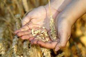 two hands holding wheat