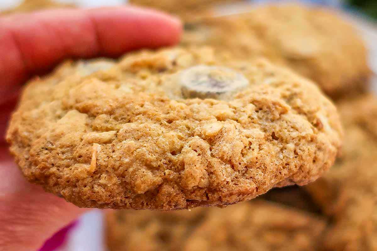 close up of a healthy gluten free cowboy cookie for breakfast of snack